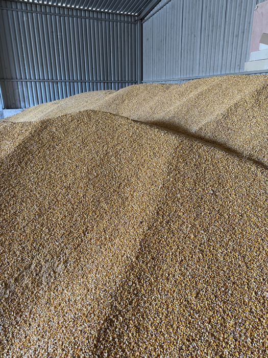 Porumb boabe recoltă 2025