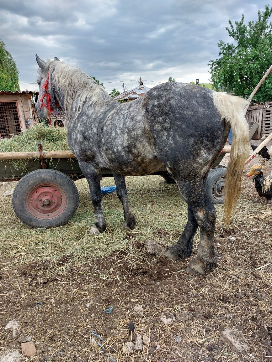 Armăsar semigreu de 6 ani