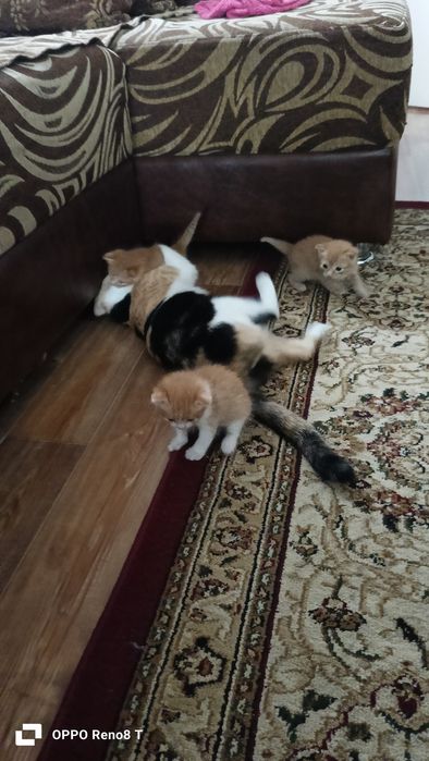 Отдам котят в хорошие руки