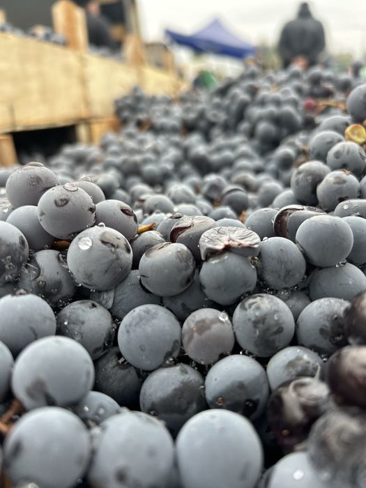 Struguri de vin