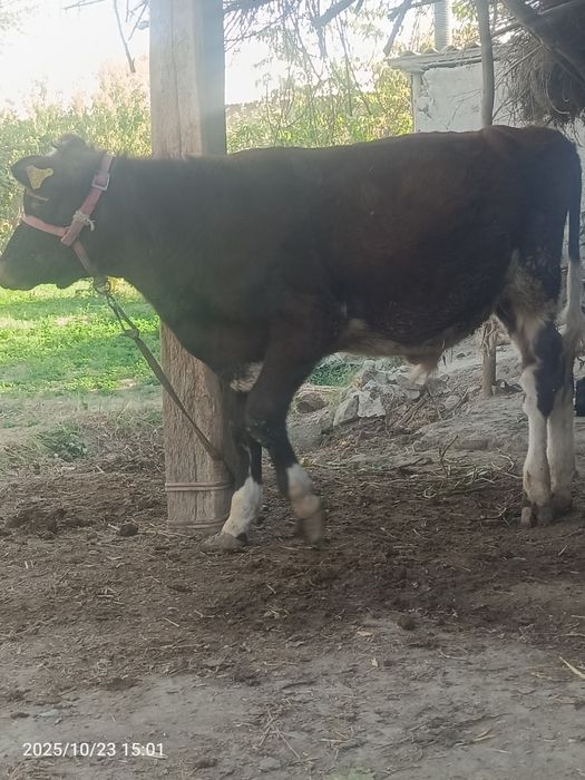 1 yoshar boqiladigan mol