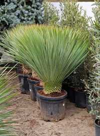 Yucca rostrata ( plante ornamentale ) Palmieri, magnolia etc