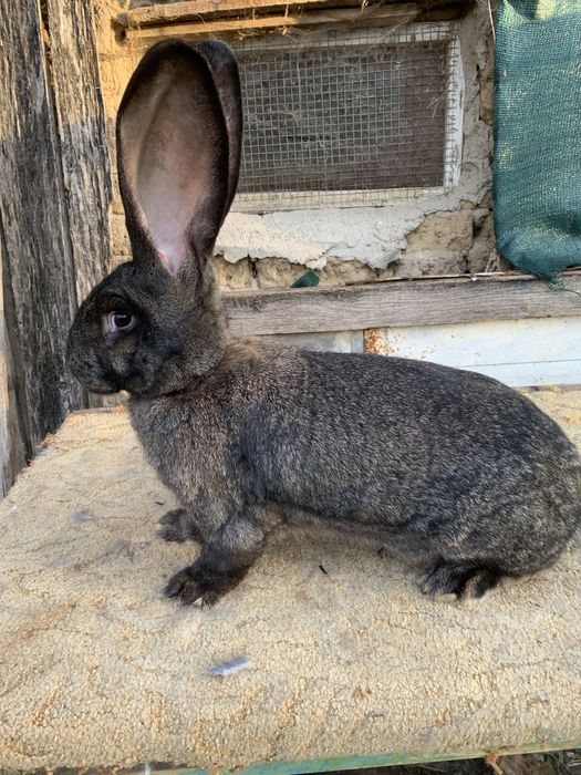 Urias german gri fier