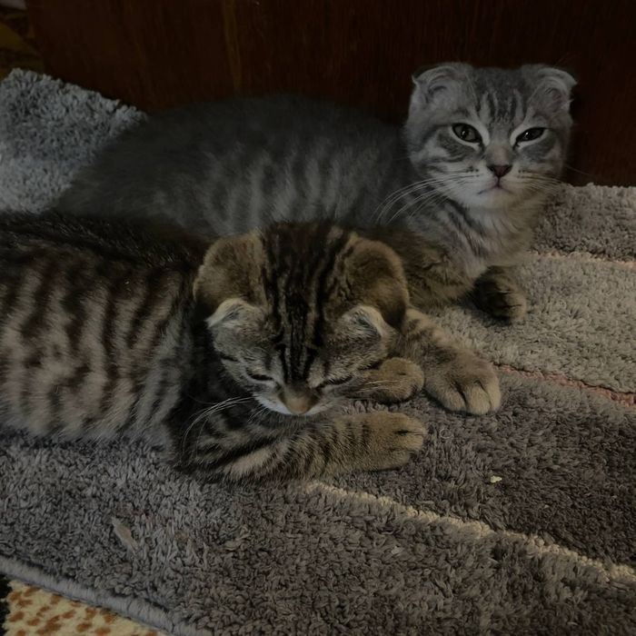 Продаются котята 3 с половиной месяца скотишфулд британцы