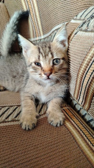 Продам котят 2 месяца