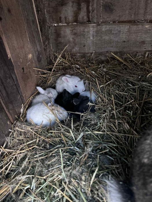 Vand iepuri  diferite mărimi