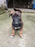 Ciobănesc Belgian Malinois