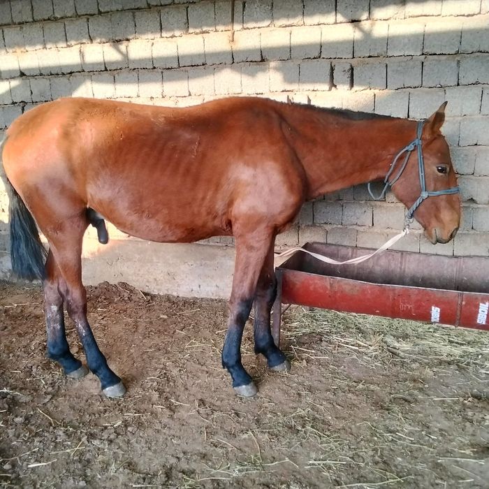 1,5 жасар тайлар бар