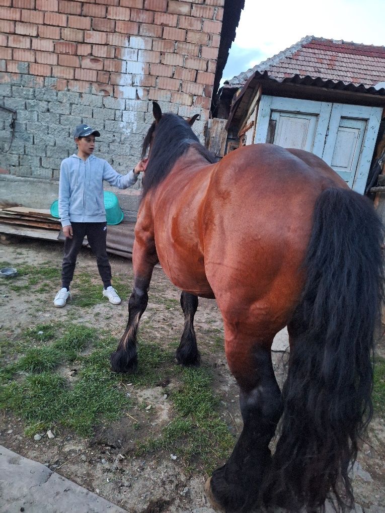 De vinzare armăsar de 4 ani semi greu  romanesc