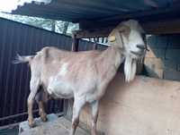 Продается коза англо-нубейской породы