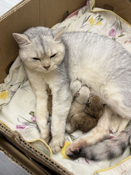 Британские серебристые шиншиллы