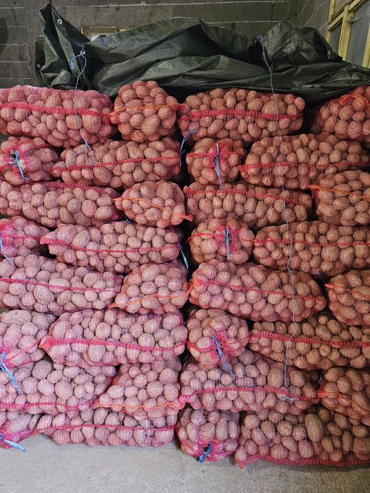 Vand cartofi Bellarosa