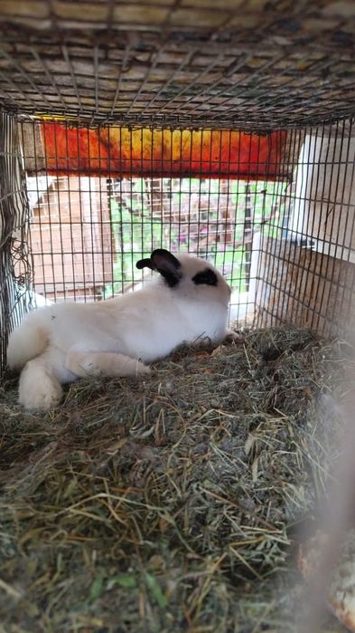 Продам карликовые кролике