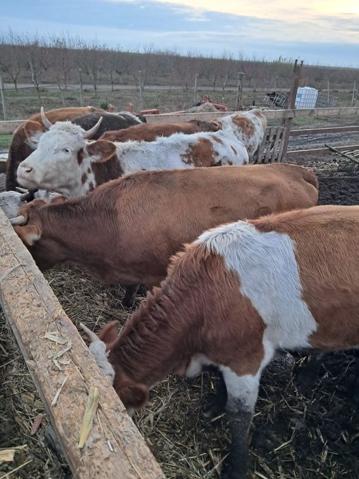 Vand 6 juninci gestante