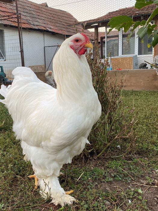 Cocoși brahma din 2025