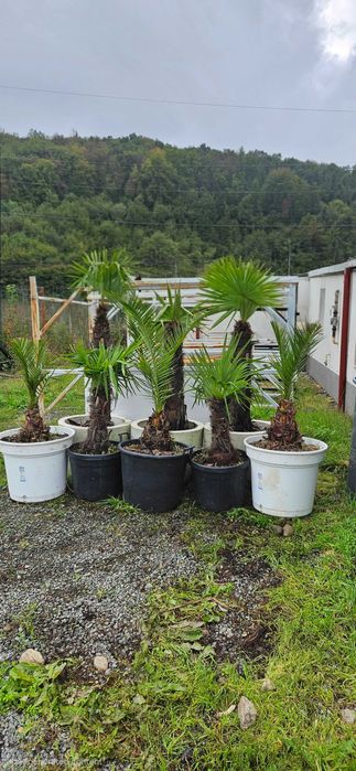 Palmieri maturi in ghiveci mare