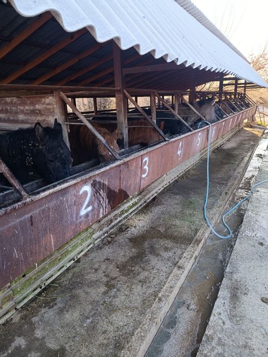 Семіз жылқылар.тай,құнан, биелер,байталдар