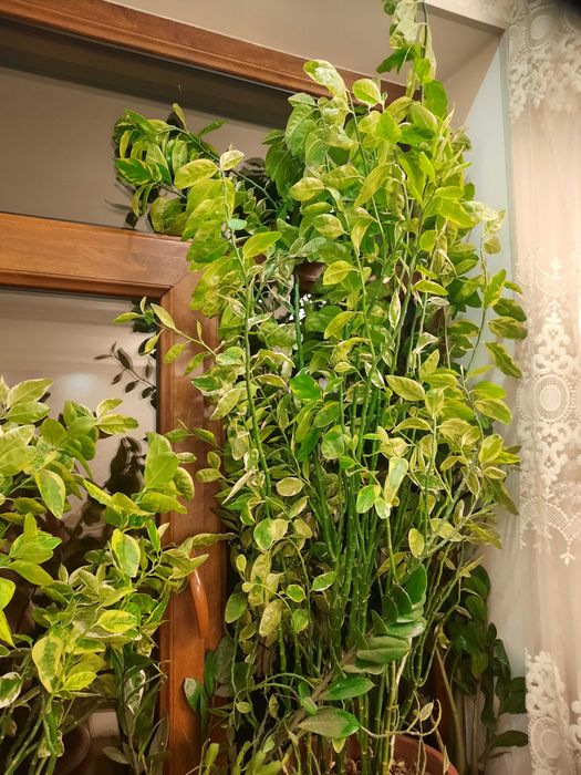 Педилантус пятнистый ,декоративное комнатное растение