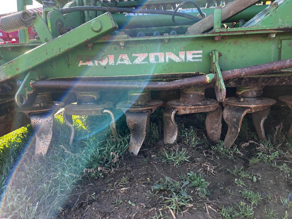 Semanatoare Amazone paioase- AD402 pe discuri