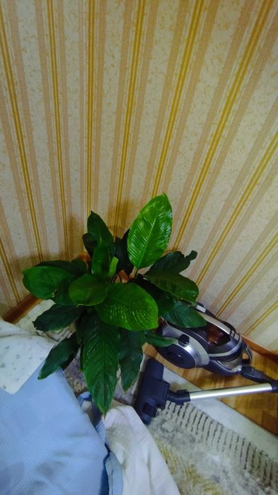 Spatifillium guli sotiladi 190 min