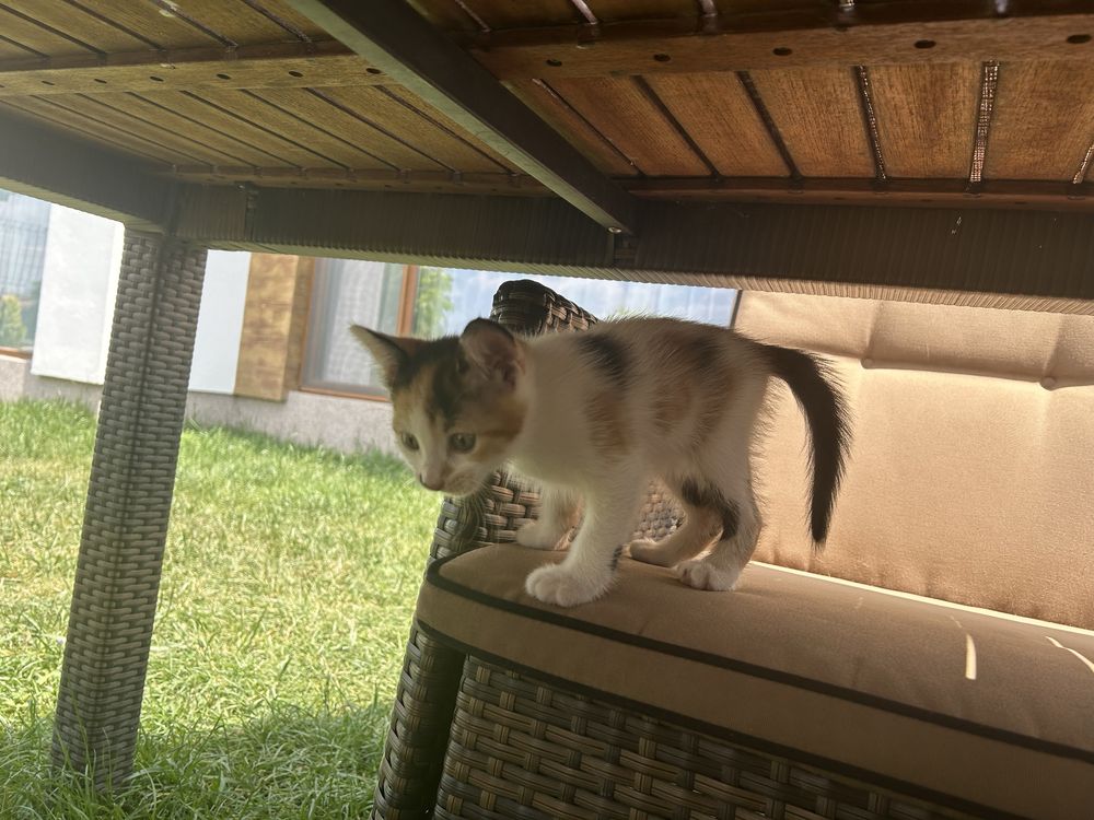 Подарявам малки котенца
