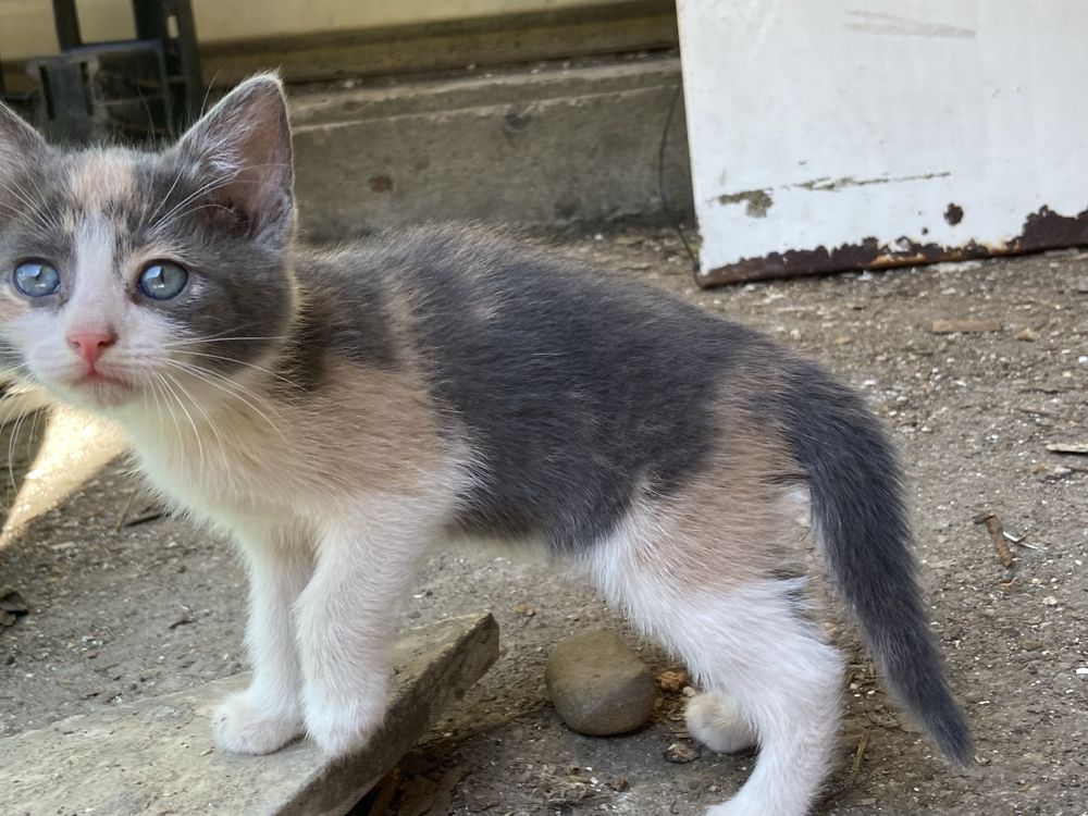 Котенце Звездичка си търси дом