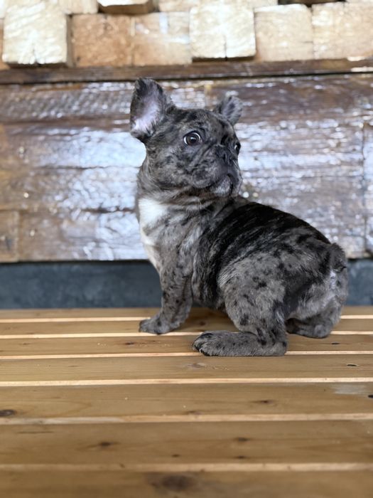 Bulldog Francez Merle