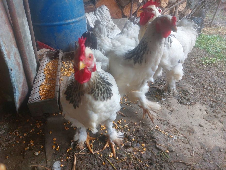 Vând găini rasa Brahma ,un cucoș și patru găini (foarte frumoase )