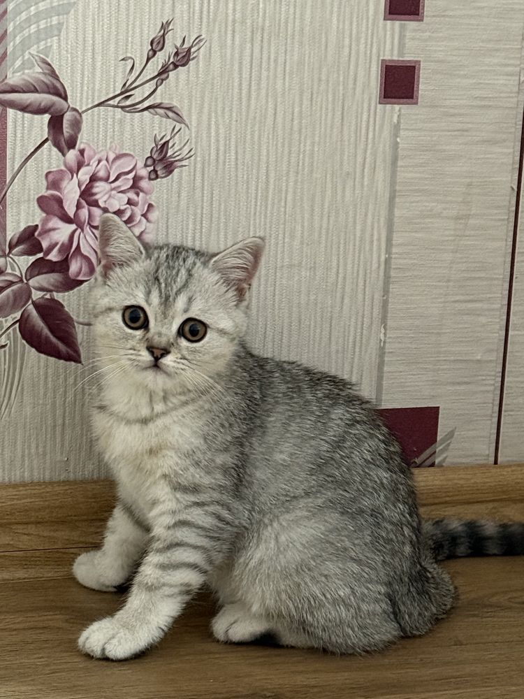 Британско и шотландско коте