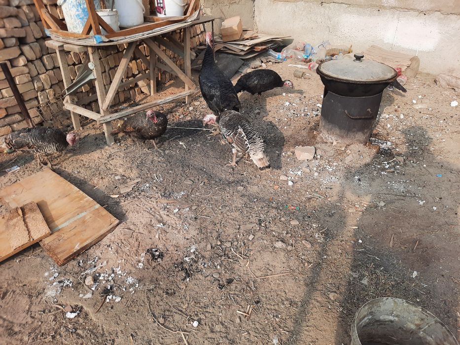 5та мода 1та нар курка сотилади биржоя 350000 сумдан