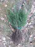 Puieti cedru libanez- Cedrus libani