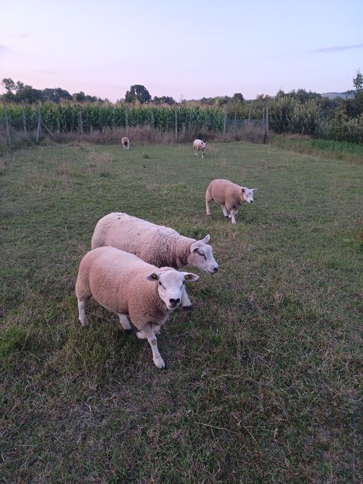Berbecuț mielute texel