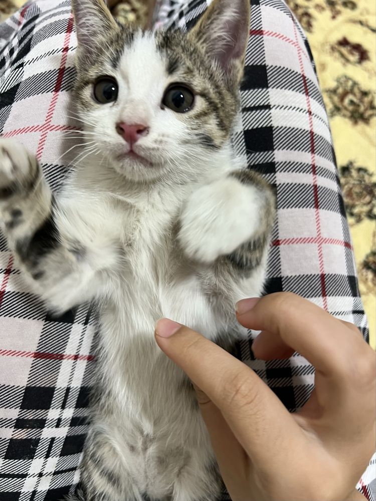 Отдам кошку даром