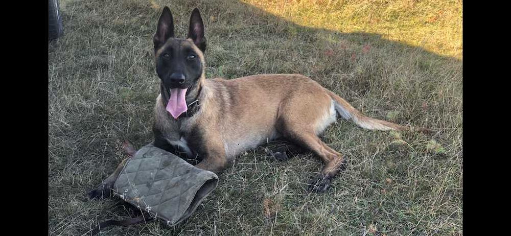 ciobanesc belgian malinois