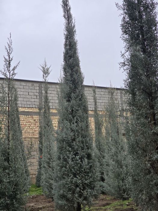 Кепарис аризоника ИТАЛИА