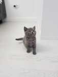 British shorthair,asigur transport!