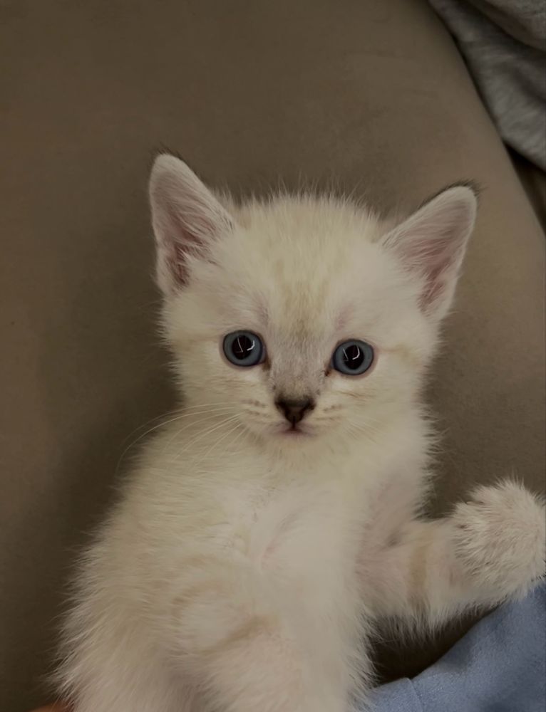 котенок, мальчик