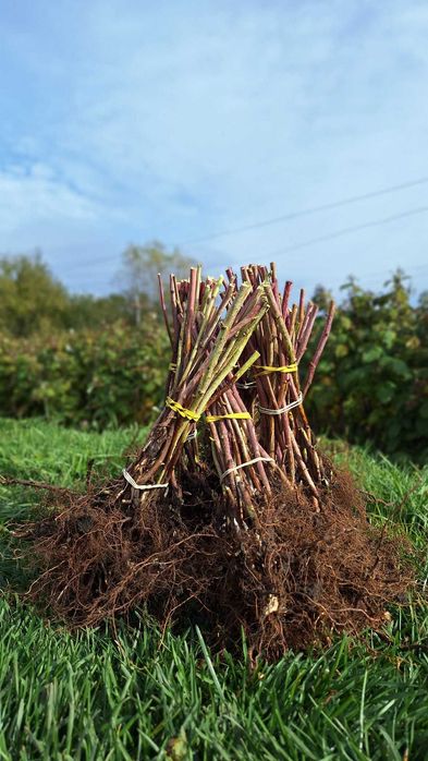 Butași zmeura polka
