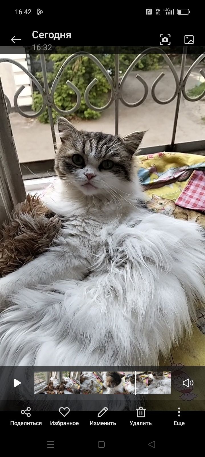 Отдам красивую кошечку