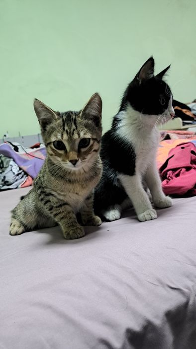 Замурчательные мышеловки в добрые ручки