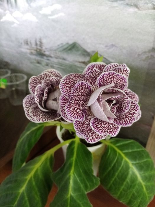 Продаётся набор сортовых деток глоксиний