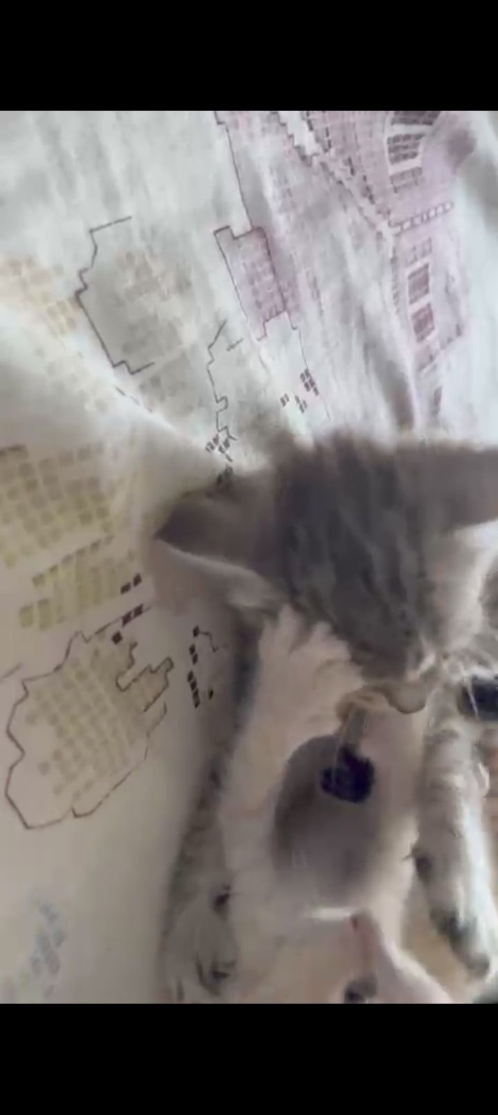 Отдам котят в хорошие и добрые руки