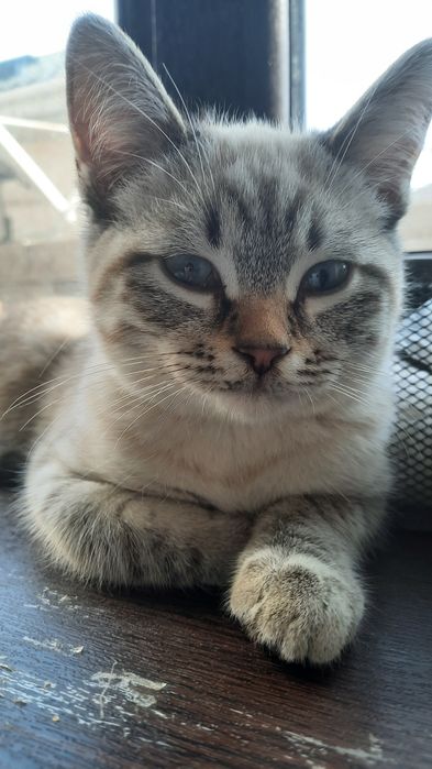 Кошка  умный красивый