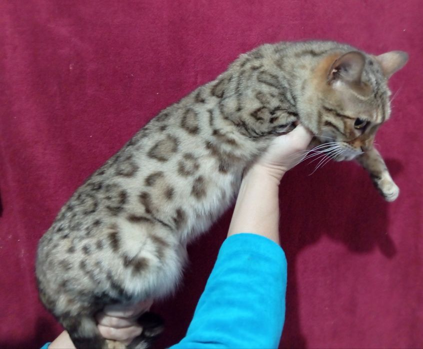 Бенгальская кошка в любимцы
