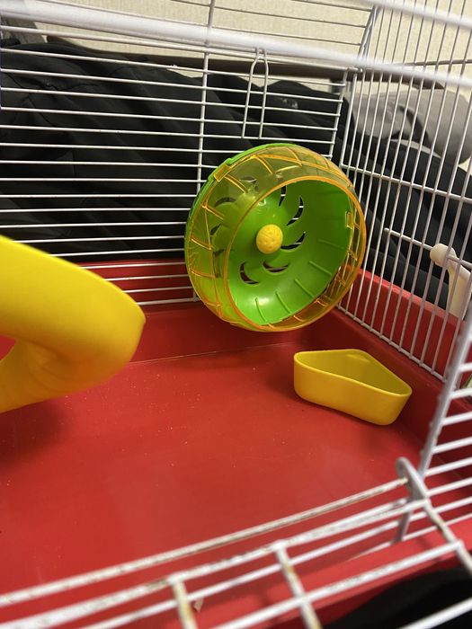 cusca hamsteri pitici