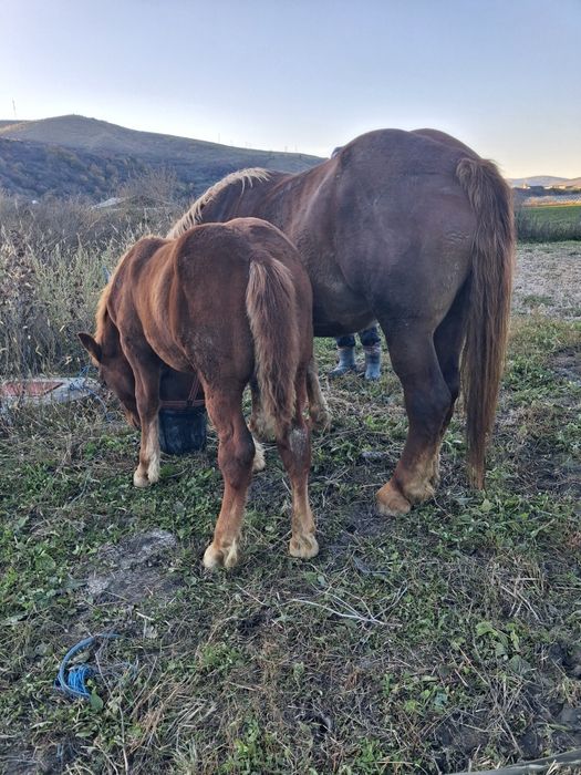 Manz greu si manza sura vand sau schimb