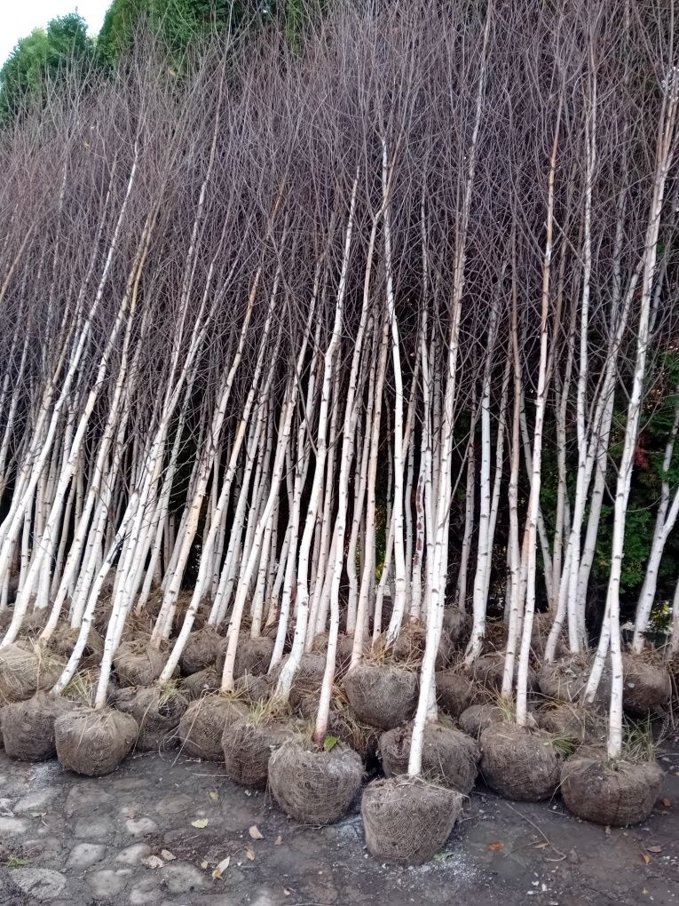 Vând mesteacăn alb betula pendula