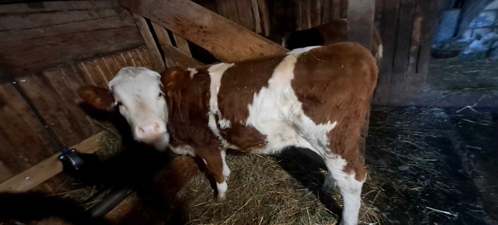 Vând 2 vițele de 8 lunii