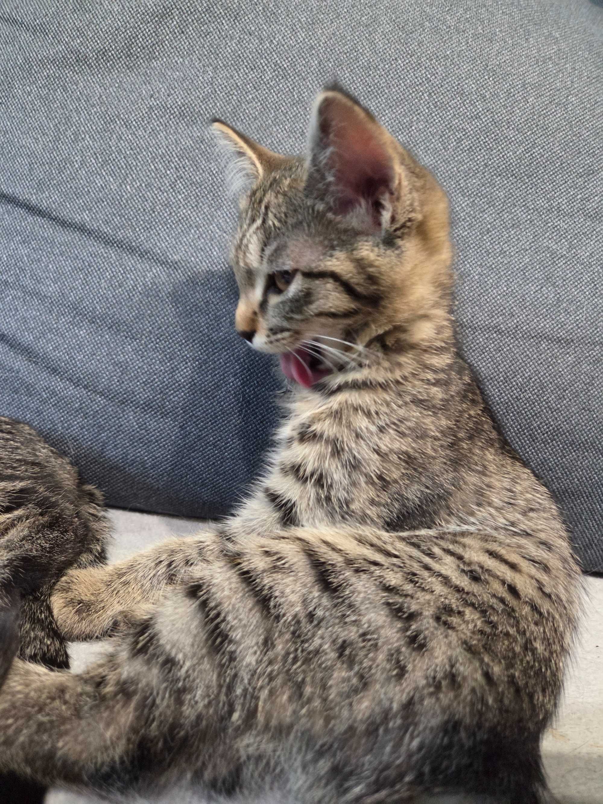 Милые и смешные котята