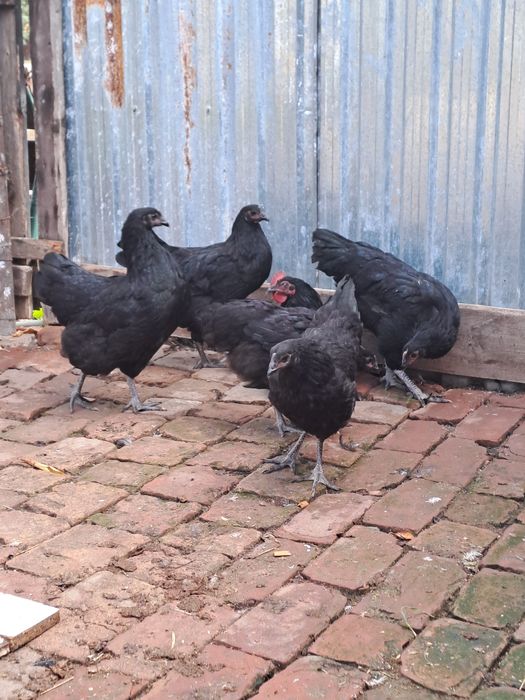 Gaini australorp
